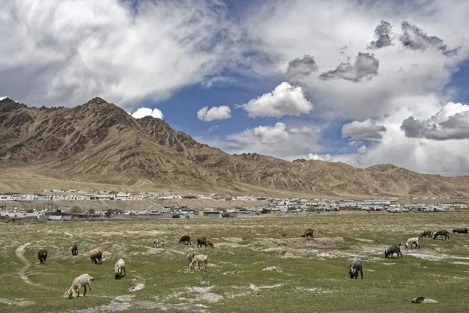 Conservation of Grazing